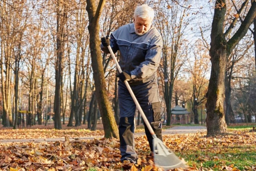 Starsza Pan grabiący liście