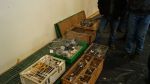 Wystawa Gołębi Rasowych i Drobiu Ozdobnego