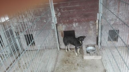 zwierzęta do adopcji