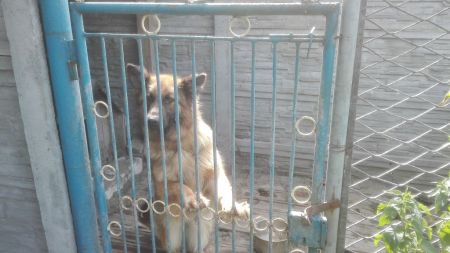 zwierzęta do adopcji