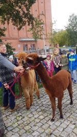Warsztaty pt. "Pszczoły w mieście"